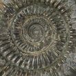 Dactylioceras Ammonite Fossil - England #100478-1
